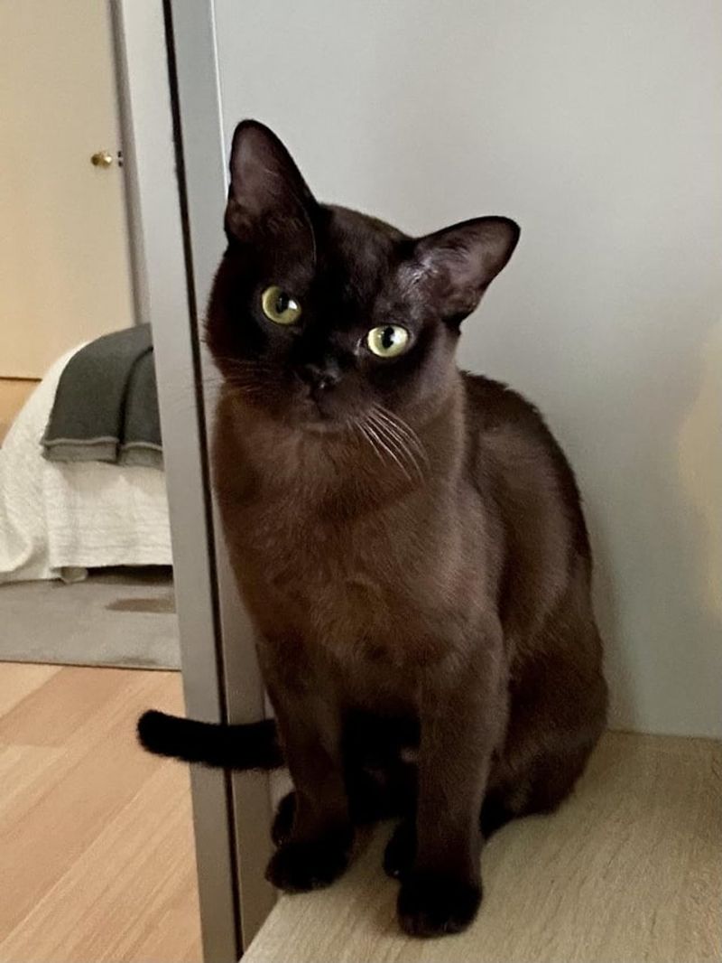 Burmese