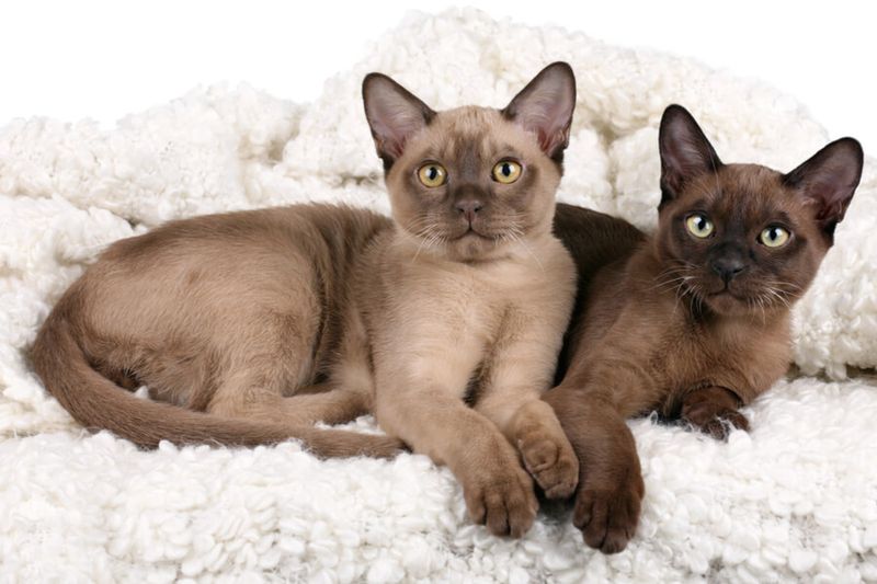 Burmese