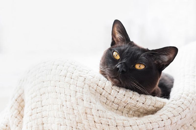 Burmese
