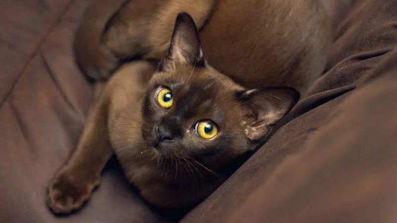 Burmese