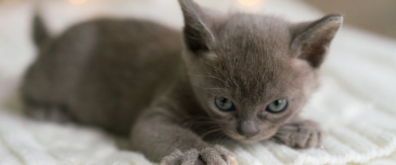 Burmese