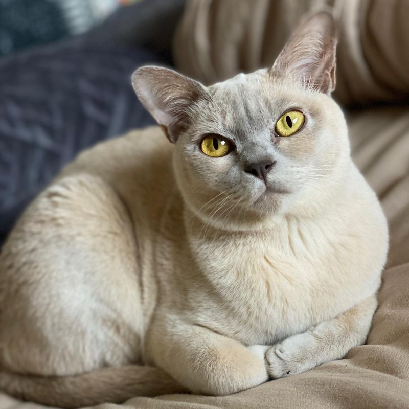 Burmese Cats: Sleek Bodies, Cranial Defects