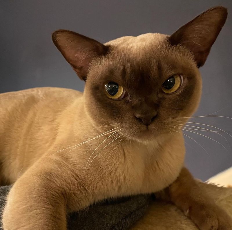 Burmese Cats: Surprisingly Sturdy Small Packages