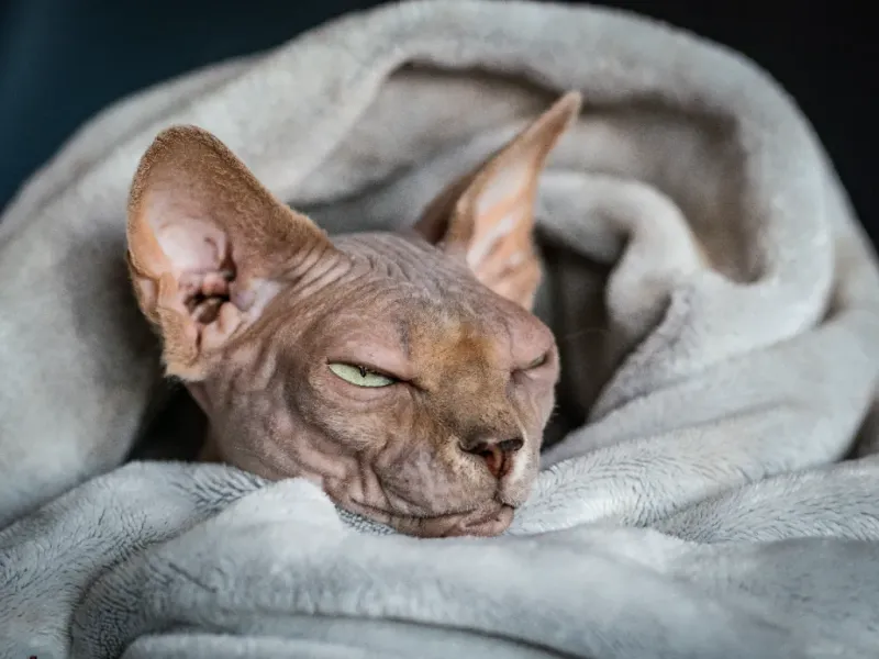 Burrowing Under Covers