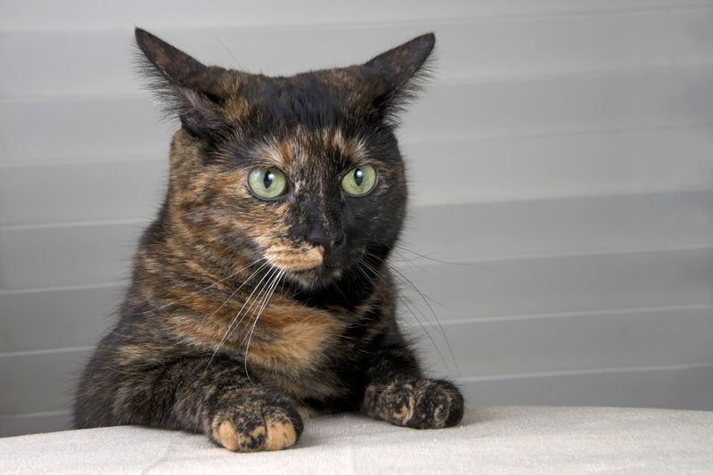 Calico Cats Are a Subtype of Tortoiseshells