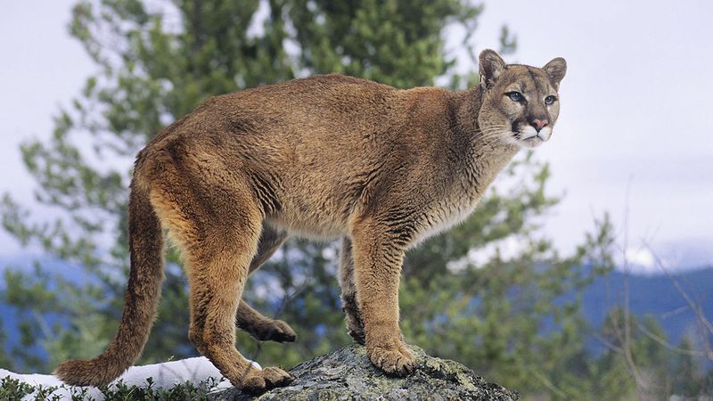 California's Mountain Lion Territory