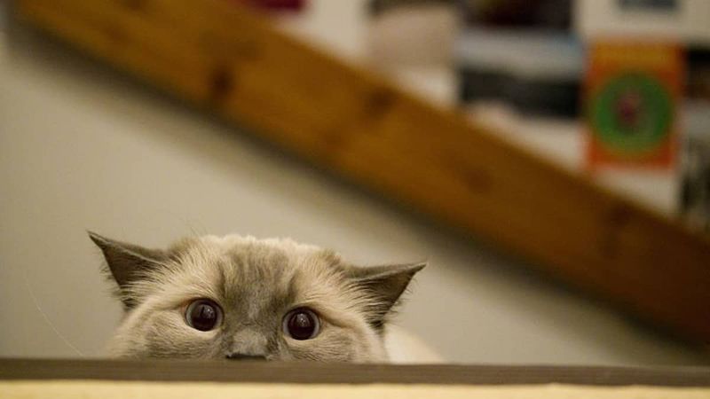 Calm Around Other Pets