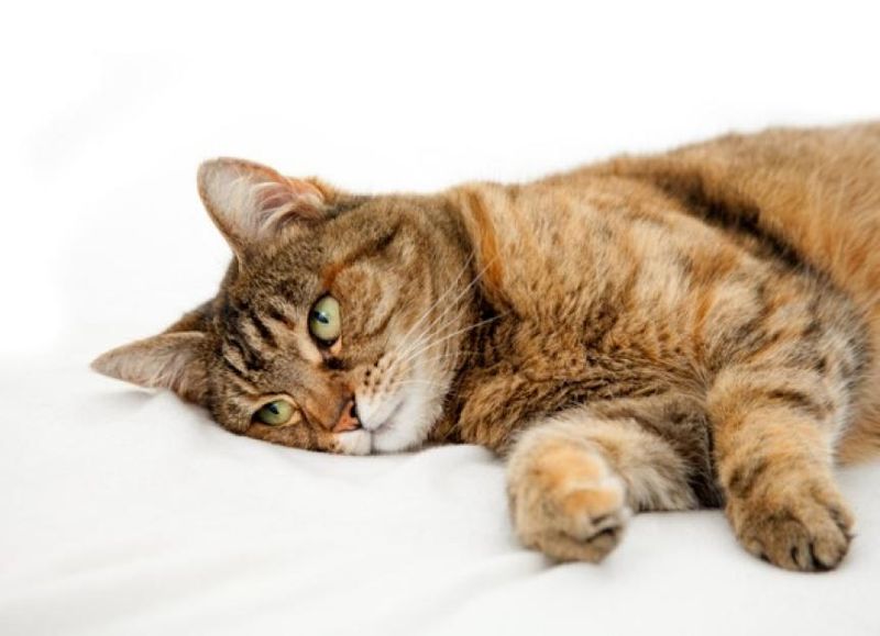 Can my cat get depressed... or mad at me?