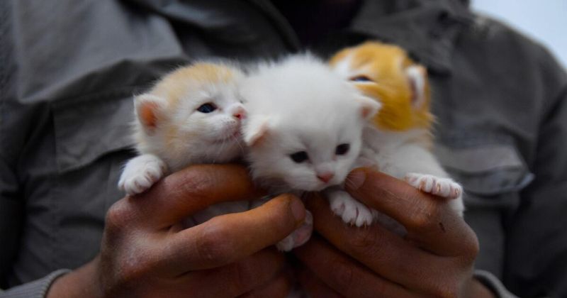 Can you afford another cat?