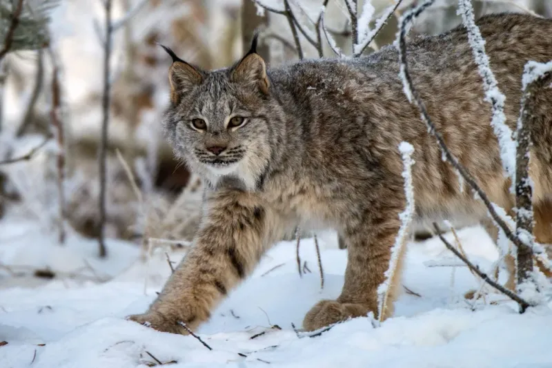 Canada Lynx (Lynx canadensis) - Forest