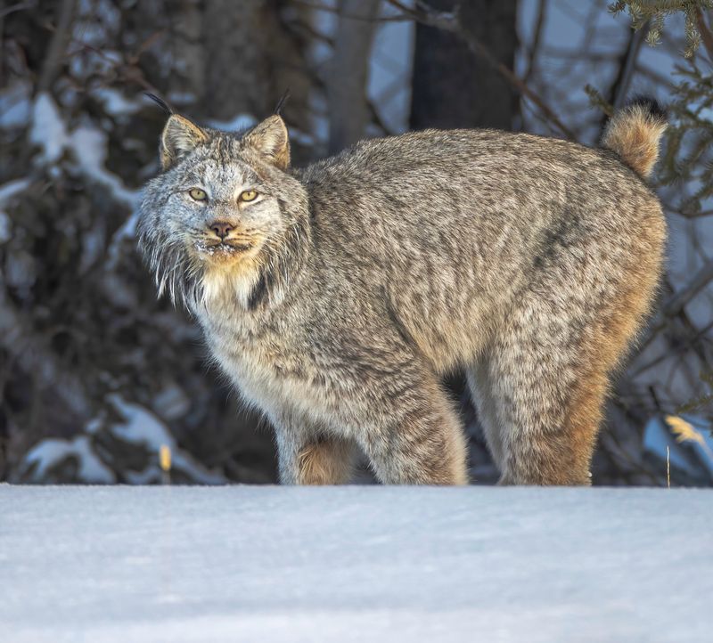 Canada Lynx: The Snowshoe Specialist