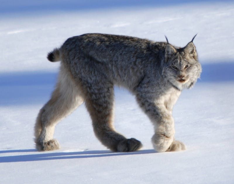 Canadian Lynx in Alaska