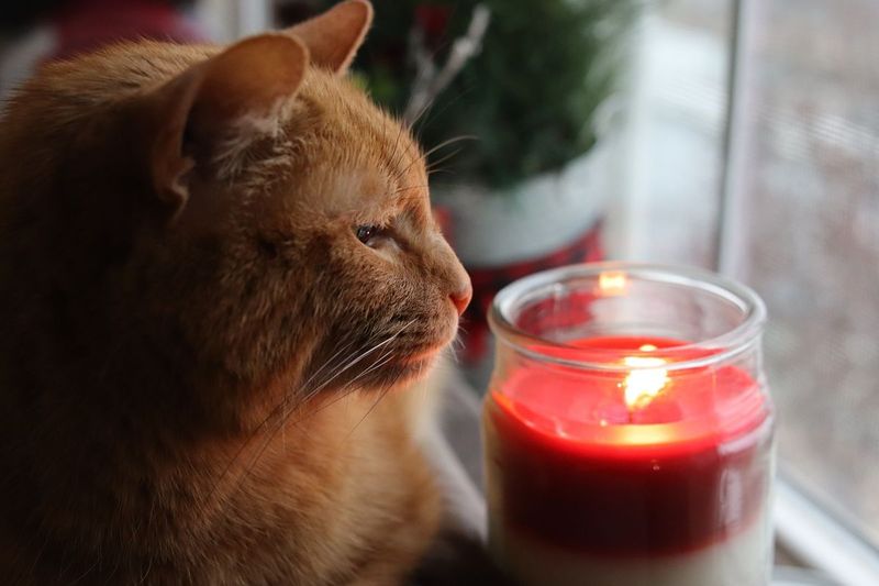 Candles and Air Fresheners