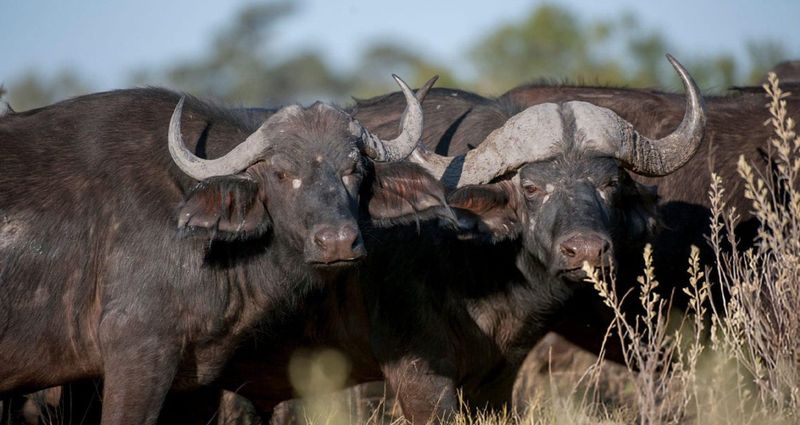 Cape Buffalo – Group Retaliation