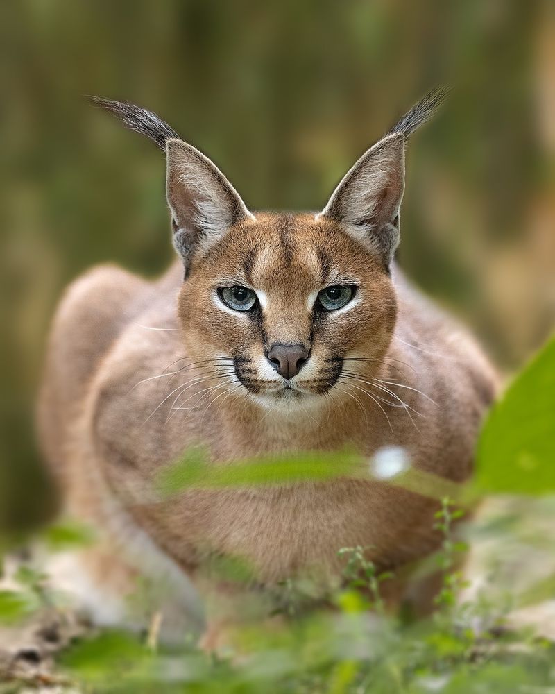 Caracal's Desert Jewels