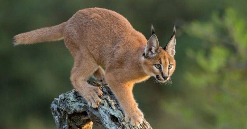 Caracal
