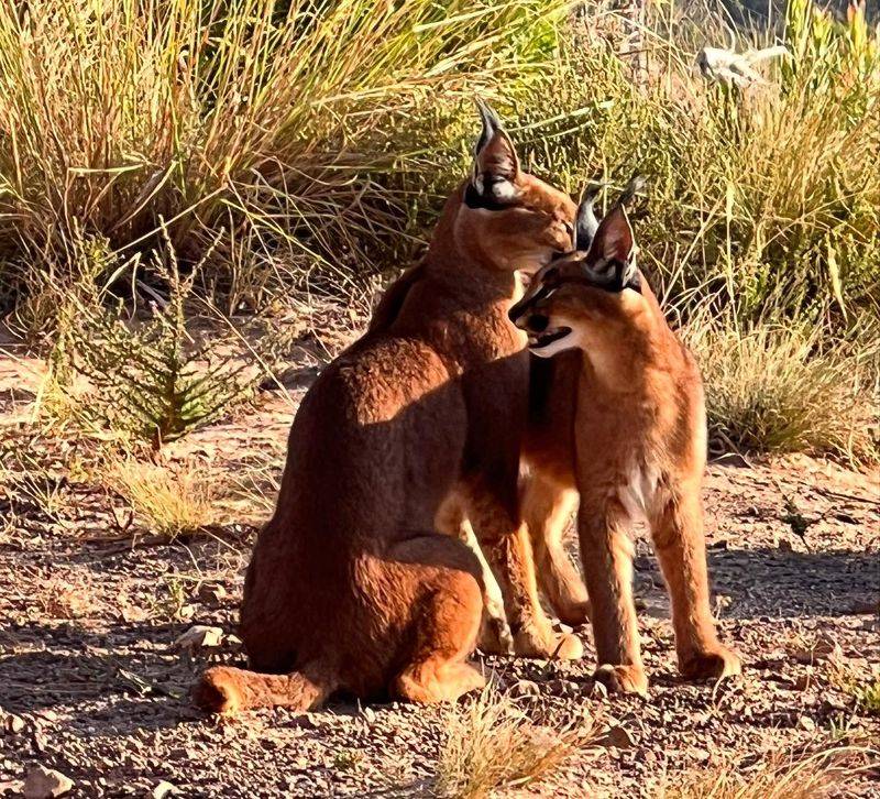 Caracal's Desert Discipline: Thriving in Harsh Environments