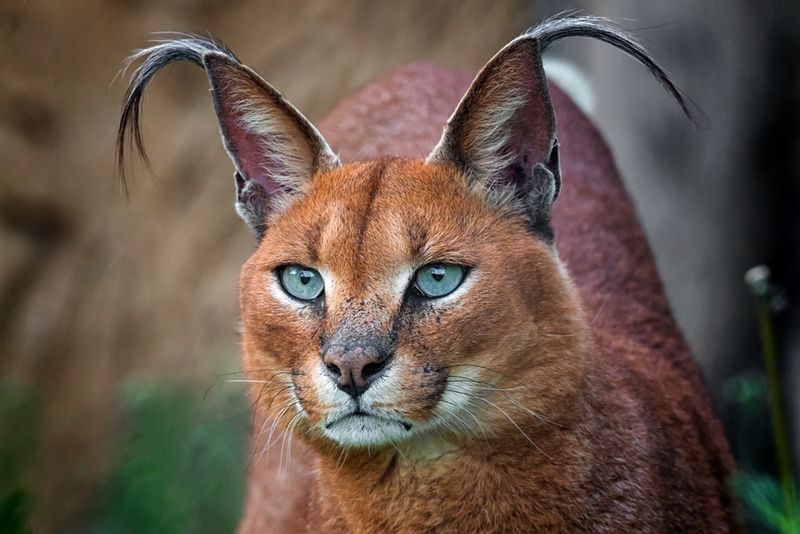 Caracal
