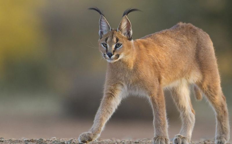 Caracal