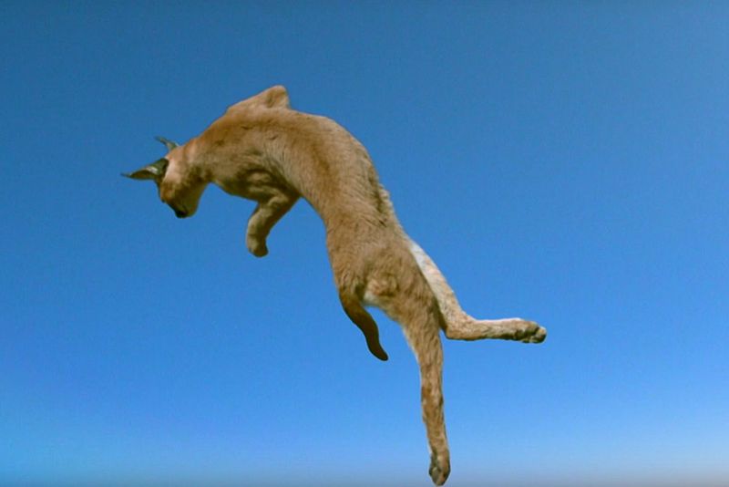 Caracal