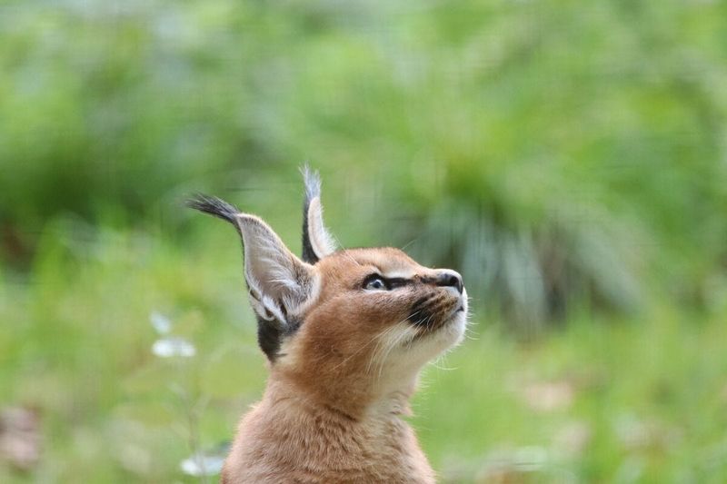 Caracal