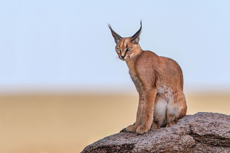 Caracal (Caracal caracal)