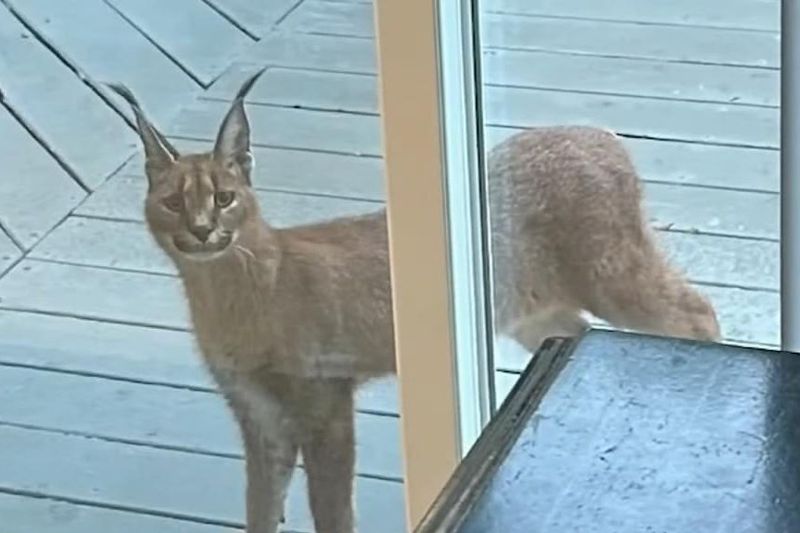 Caracal Found in Chicago Suburb