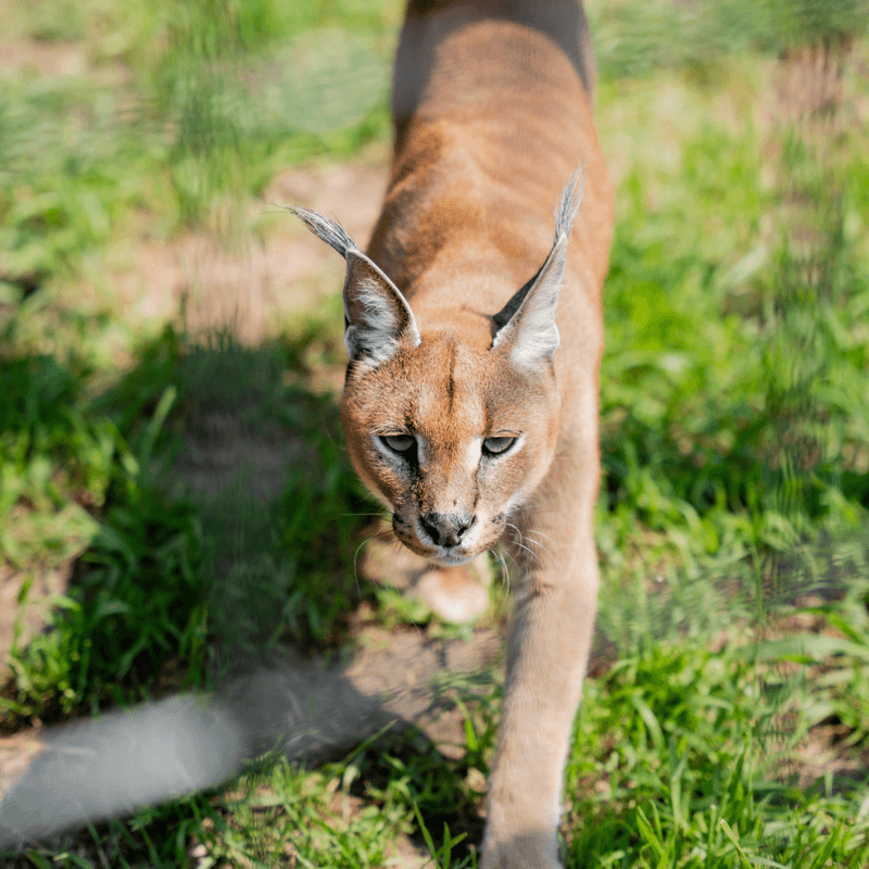Caracal