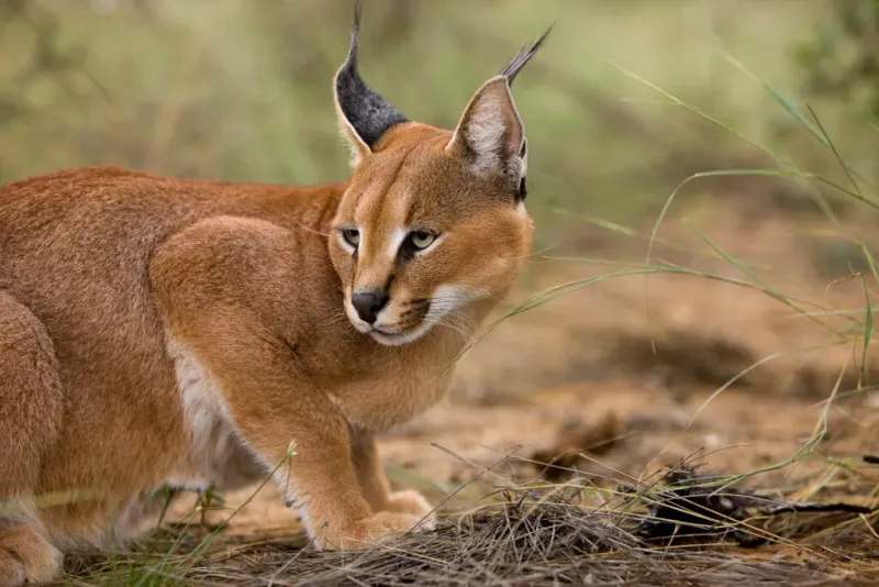 Caracal