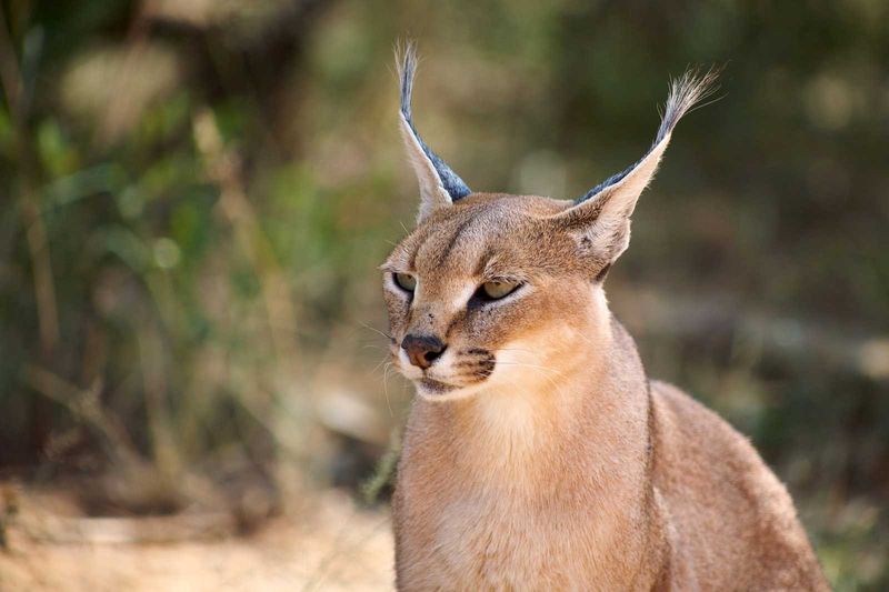 Caracals Use Their Ears to Communicate