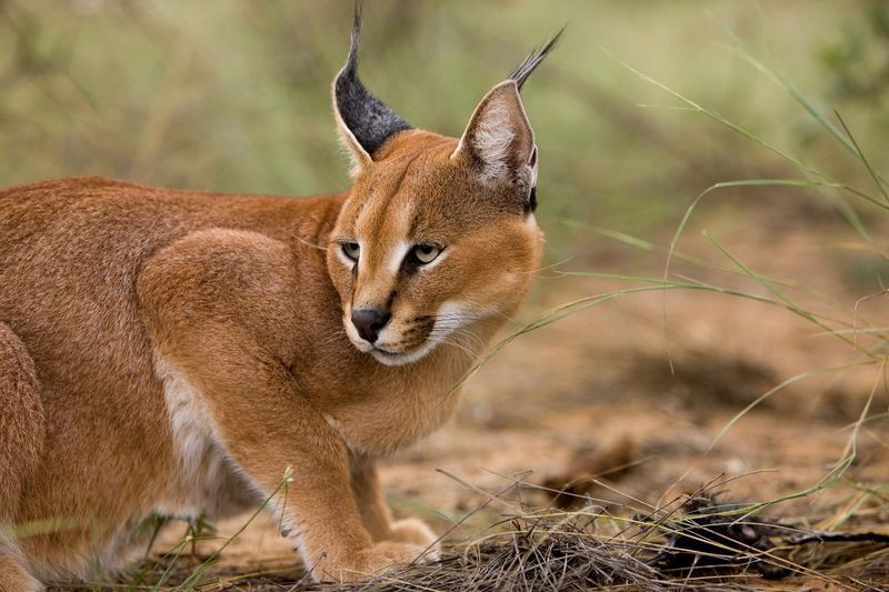 Caracals in Middle East