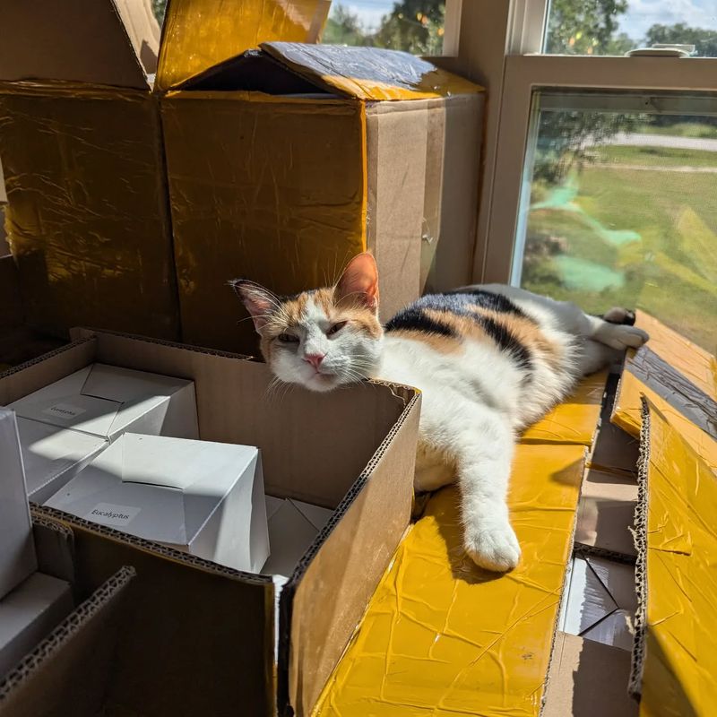 Cardboard Box Playground