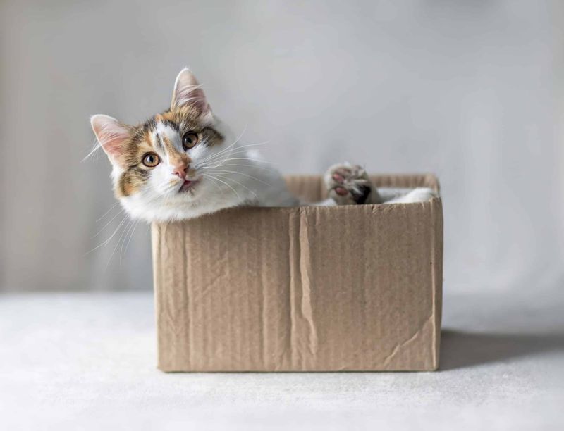 Cardboard Boxes