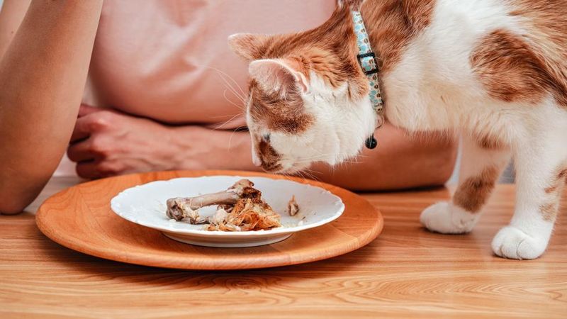 Carnivorous Diet