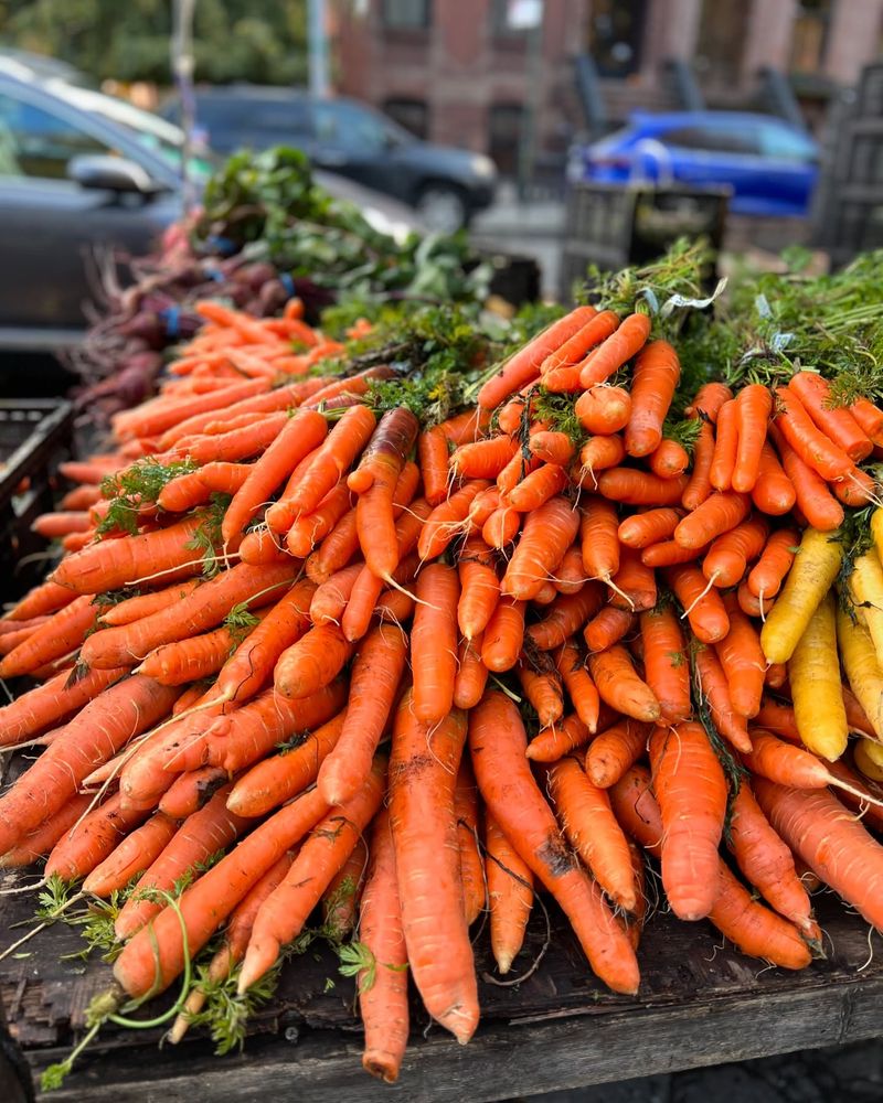 Carrot 