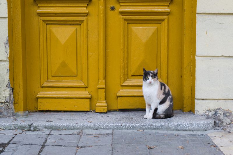 Casual Observer