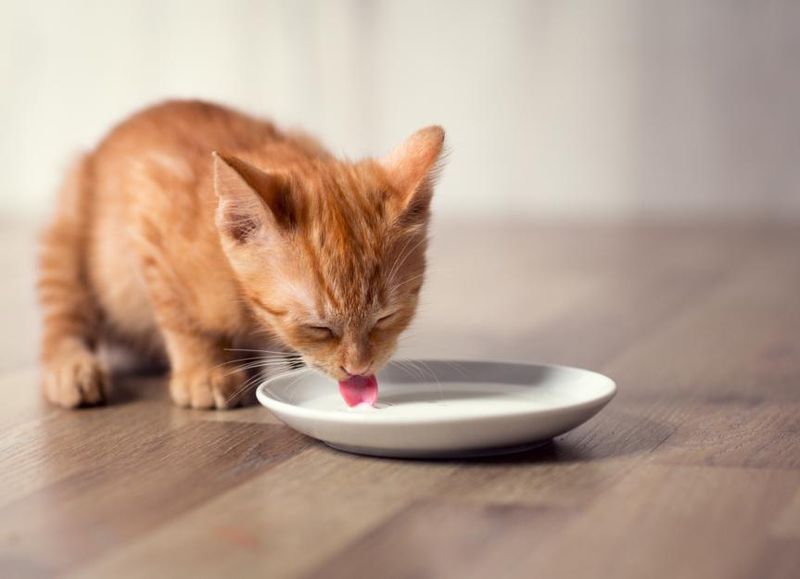 Cat Milk