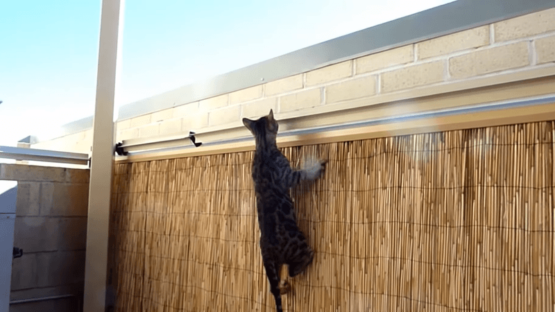 Cat-Proof Fencing Solutions