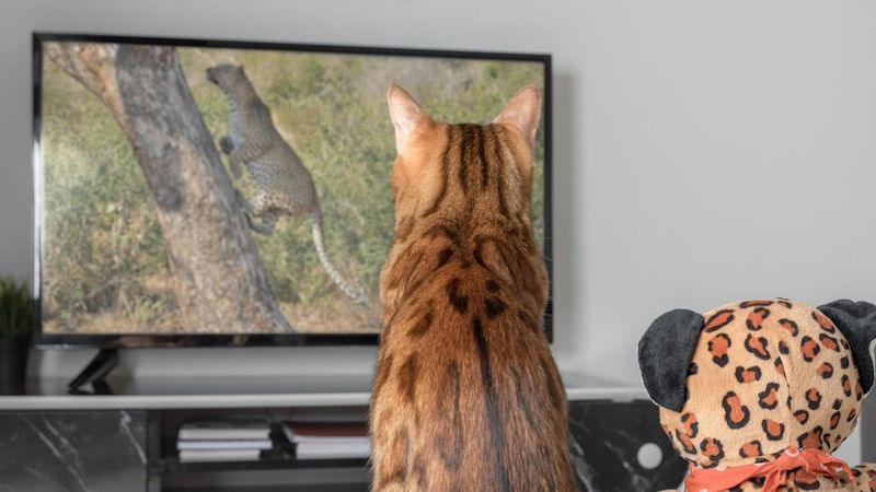 Cat TV or Nature Sounds
