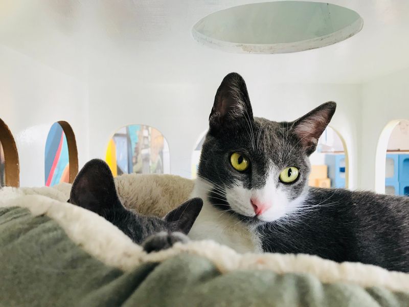 Cat Town Café – Oakland, California