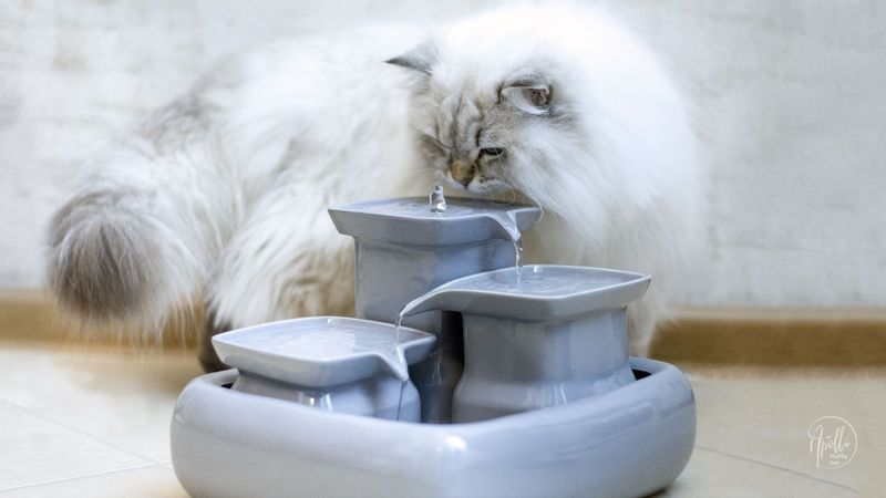 Cat Water Fountains