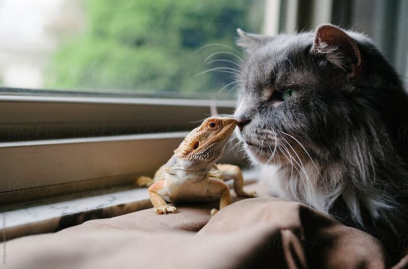 Cat & Bearded Dragon
