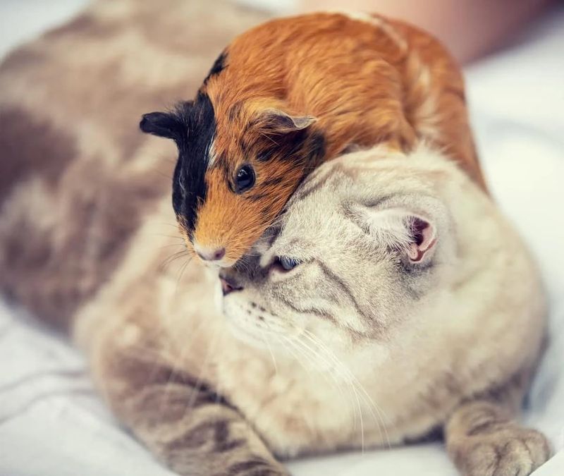 Cat & Guinea Pig