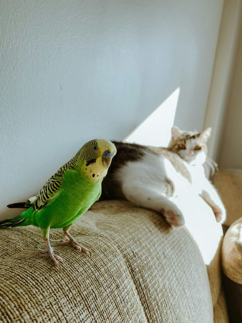 Cat & Parrot