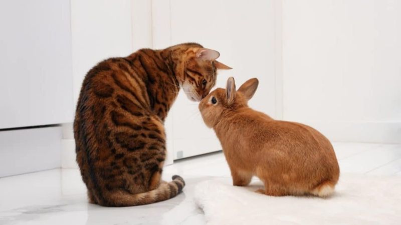 Cat & Rabbit