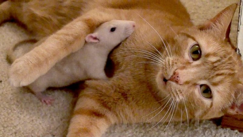 Cat & Rat