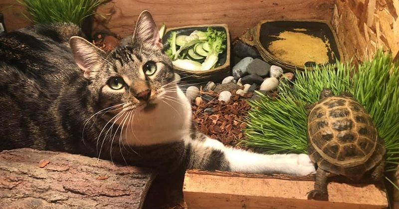 Cat & Tortoise