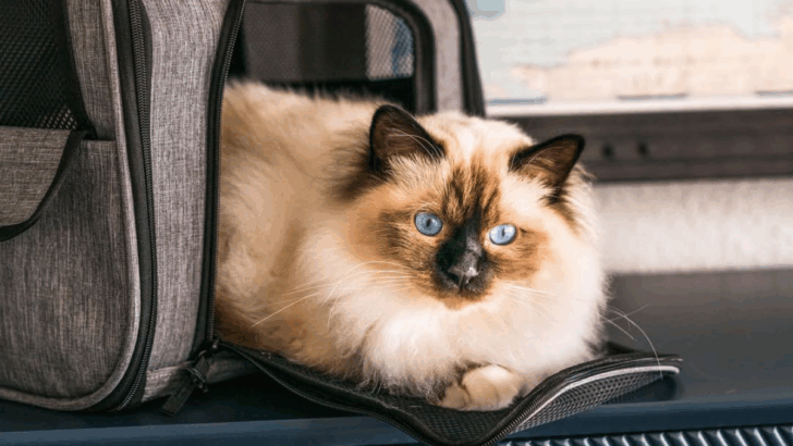 Cat of the Week: The Birman, a Blue-Eyed Beauty with a Mysterious Past