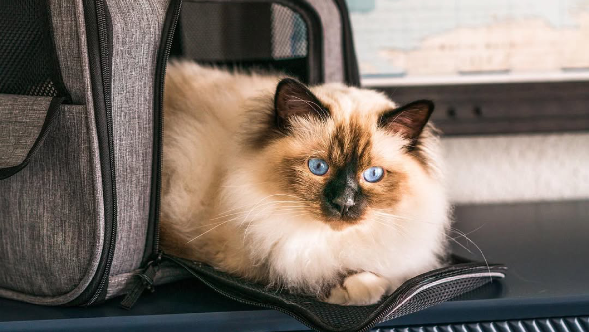 Cat of the Week The Birman, a Blue-Eyed Beauty with a Mysterious Past