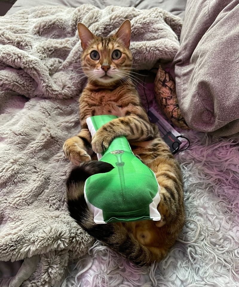 Catnip Refresher Course